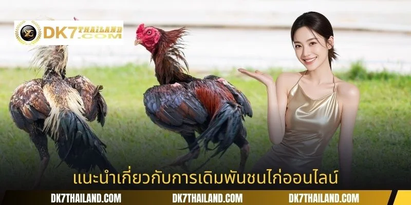 แนะนำเกี่ยวกับการเดิมพันชนไก่ออนไลน์