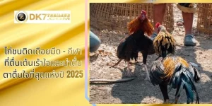 ไก่ชนติดเดือยมีด – กีฬาที่ตื่นเต้นเร้าใจและน่าตื่นตาตื่นใจที่สุดแห่งปี 2025
