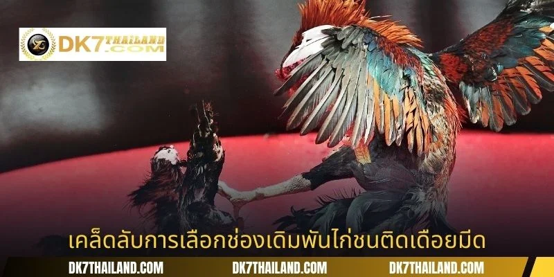 เคล็ดลับการเลือกช่องเดิมพันไก่ชนติดเดือยมีด